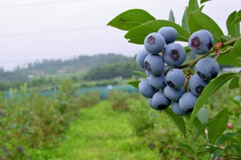 摘みたてのBlueberry