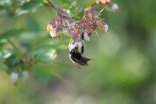 ブルーベリーの花に集まるみつばち