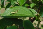 ブルーベリーの葉に乗るカマキリ