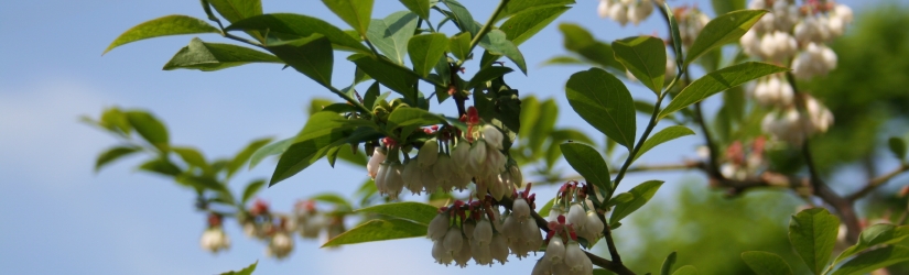 大和高原ブルーベリー園に咲くブルーベリーの花